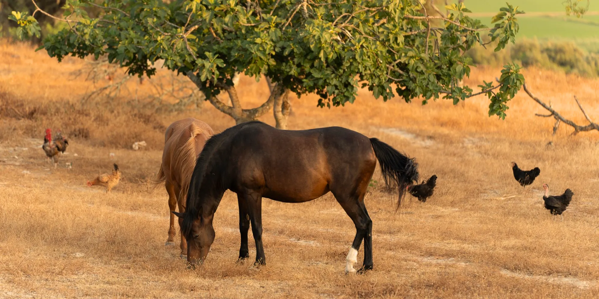 Horse and chickens under the sunny sky