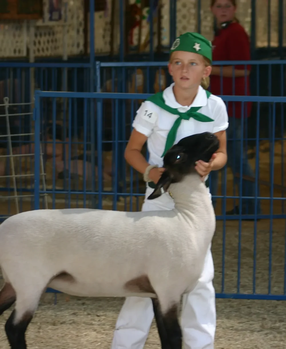 Aleigha showing lamb Aleigha showing lamb
