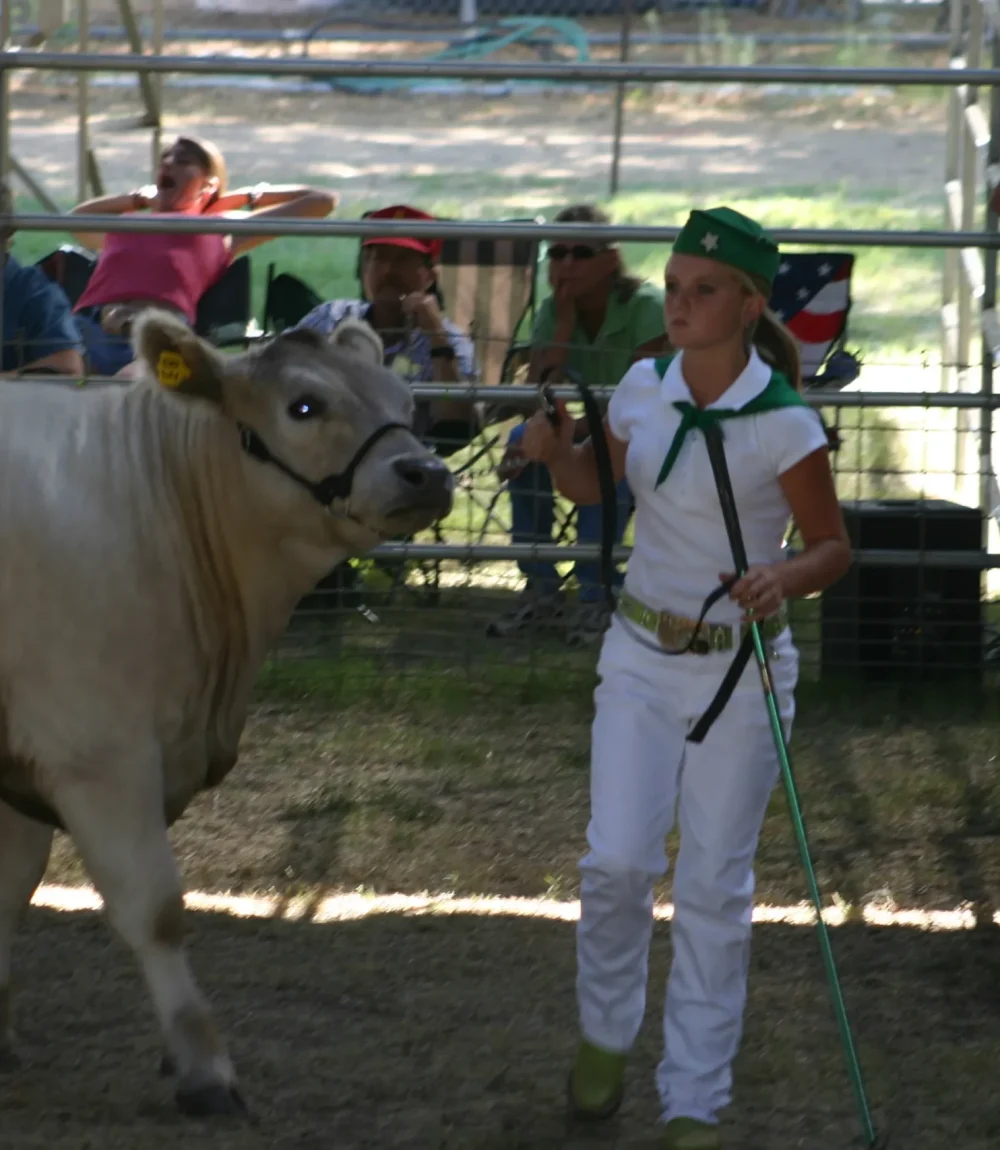 Alyssa showing steer Alyssa showing steer