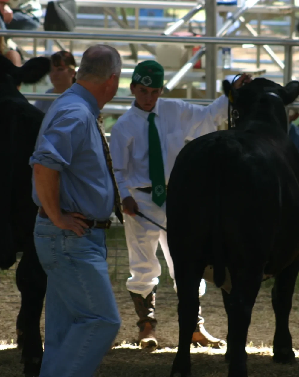 Cameron showing steer