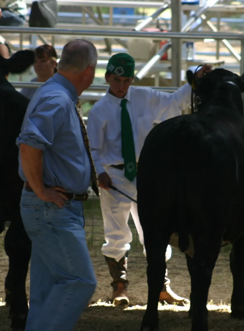 Cameron showing steer Cameron showing steer